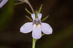 Canby's lobelia